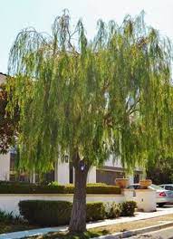 Mar 17, 2021 · acacias are found growing in the deserts of africa and southern states of the u.s. 15 Best Small Shade Trees For Socal Ideas Shade Trees Plants Native Garden