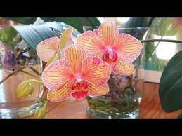 How I Rehydrated Some Very Dry Orchid Roots In An Unconventional Way Youtube Orchid Roots Orchids Roots