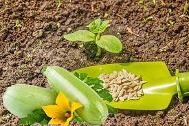I only link sites i truly believe will help with improving symptoms. How To Form Zucchini In The Open Field A Diagram With A Video