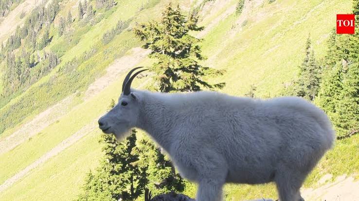 In the 1920s, Washington introduced mountain goats for hunting; the herd grew and damaged rare alpine plants and soils | World News - The Times of India