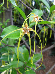 Image result for Strophanthus gardeniiflorus