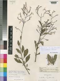 Image result for Aeollanthus