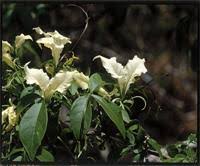 Image result for Cladostemon kirkii