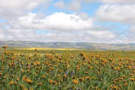 Maybe you would like to learn more about one of these? Go See The Wildflowers In Season San Luis Obispo County Visitors Guide