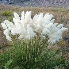 Egrow 200pcs Pampas Grass Magic Garden Seed Potted Ornamental Plants Cortaderia Selloana Bonsai Newc Ornamental Grasses Pampas Grass Seed Cortaderia Selloana