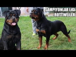 Rottweiler Sampiyonlari Karsi Karsiya Geldi Sampiyonlar Ligi Hause Of Istanbul Power Dogs Youtube