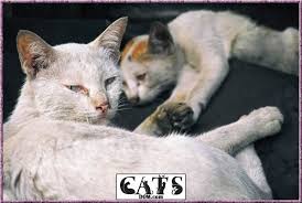 Grains don't help your quest on how to fatten up a kitten. How To Fatten Up A Kitten In 7 Quick And Easy Steps