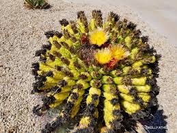 This video teaches you how to harvest cactus seeds the most practical way. Phoenix Plant Walks Cactus Kelly