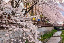Pada musim ini, hujan terus turun di sore hari. Inilah Tempat Terbaik Di Korea Untuk Melihat Bunga Sakura