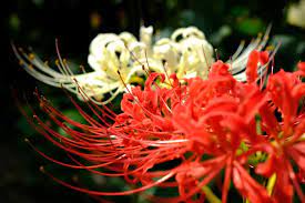 兵庫県加古川にある 幻の彼岸花 を撮りに行ってきた 写真スポット fujigrapher 2020 写真 彼岸花 花