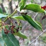 Image result for Kraussia floribunda