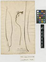 Image result for Bulbine asphodeloides