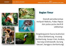 Keragaman dan persebaran flora dan fauna di indonesia persebaran flora dan fauna di indonesia indonesia merupakan negara yang memiliki ragam tumbuhan dan hewan yang. Gambar Flora Di Indonesia Bagian Barat Tengah Dan Timur