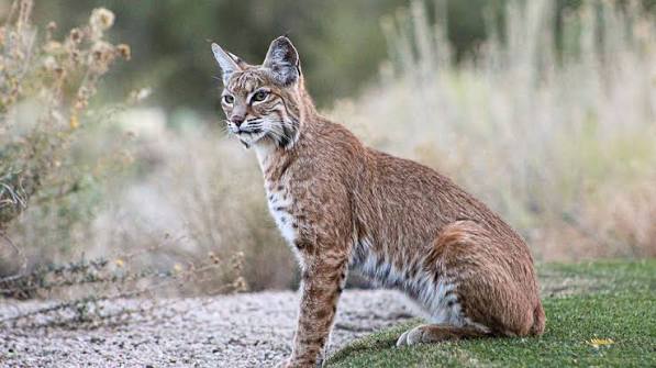 Bobcat