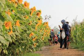 Lihat ide lainnya tentang bunga, bunga matahari, rajutan. Taman Bunga Matahari Di Samas Yogyakarta Kaskus