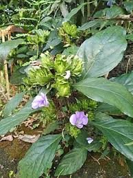 Image result for Barleria setosa