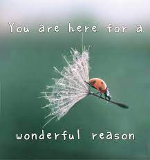 After she publicly revealed cancer diagnosis. Funny Addiction Quotes Quotesgram