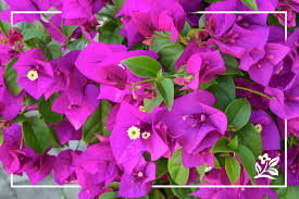 We did not find results for: 10 Plants To Buy Mom Finegardening