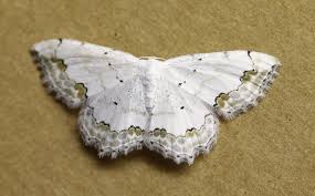 Image result for Scopula ternata