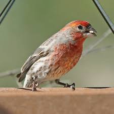 Get started with tnc's top 10 backyard bird list. Backyard Birds I Finches And Sparrows Nature In Novato