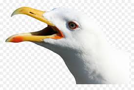 Votes, rated based on results identification. Gull Transparent Png Seagull Head No Background Png Download Vhv