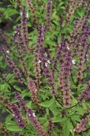 Image result for Ocimum basilicum