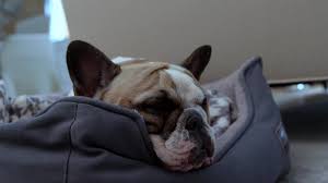 Maybe you would like to learn more about one of these? All For Pets Home Facebook