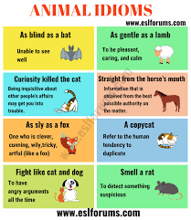 10 Animal Idioms Phrases You Should Learn Esl Forums Idioms And Phrases Idioms English Idioms