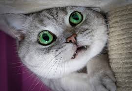 Da hatten sich die bleibenden. Katze Im Zahnwechsel So Unterstutzen Sie Das Tier Santevet