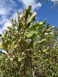 Image result for Euclea undulata