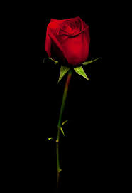 Pin By Cosmescu On Roses Flowers Black Background Beautiful Red Roses Photoshop Backgrounds Free