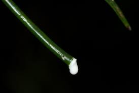 Image result for Periploca linearifolia