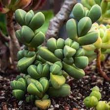 Ice Plant Corpuscularia Lehmannii Succulents Planting Succulents Plants