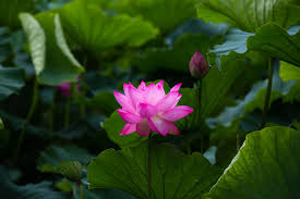lotus at shinobazunoike ueno onshi park tokyo lotus park tokyo