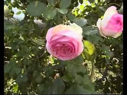 And this rose is a superb example. Rosier Pierre De Ronsard Youtube