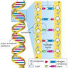 Student exploration building dna gizmo answer key. Https Encrypted Tbn0 Gstatic Com Images Q Tbn And9gcsl Adpqby8sw5tjfbpb7psnmpwu Aabv9lbhdbenrjjqn6olvr Usqp Cau