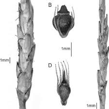 Image result for Eleocharis decoriglumis