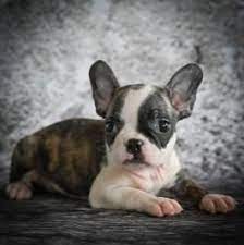 Frenchton Puppies For Sale Page 2 Lancaster Puppies Baby Animals Cute Baby Animals Lancaster Puppies