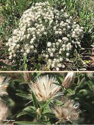 Image result for Dicoma anomala