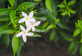 Sampaguita Stock Photos And Royalty Free Images Vectors And Illustrations Adobe Stock Don't want to credit the author? vectors and illustrations adobe stock