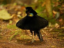Download The Feathers Of Planet Earth S Bird Of Paradise Literally Eat Light Wired