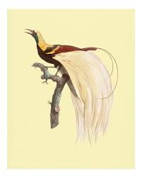 Sketch Bird Of Paradise Drawing Download Premium Illustration Of Vintage Emperor Bird Of Paradise In 2020 Illustration Bird Art Paradise