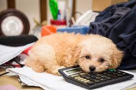 Tax Tips For Dog Breeders American Kennel Club Dog Breeder Poodle Poodle Dog