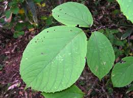 エゴノキ科エゴノキ属ハクウンボク オオバヂシャ 学名 Styrax Obassia