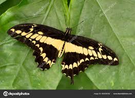 Thoas Swallowtail Papilio Thoas Orta Latin Amerika Ormanlarından  Çayırlardan Bahçelerden — Stok Foto © DHDeposit18 #653036250