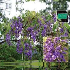 Image result for Bolusanthus
