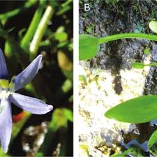 Image result for Pseudechinolaena polystachya