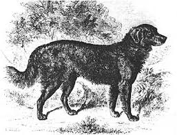 These belton patterns come in several hues: Black Irish Setters Natural History