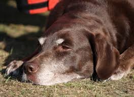 Cats usually die due to severe malnutrition or other complications. Liver Cancer In Dogs Symptoms Treatment And Life Expectancy Petmd