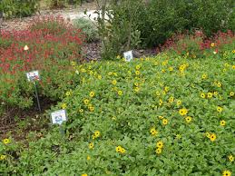 Check spelling or type a new query. Native Florida Flowers For Bees Flix It